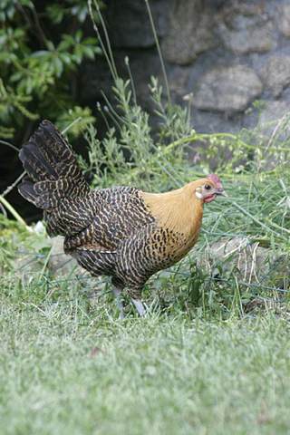 golden-campine-mpc_480x480-5